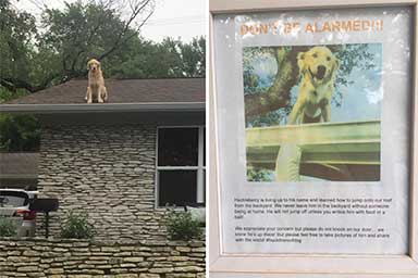Cane sul tetto diventa l'attrazione di un quartiere texano