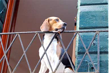 Lancia i cani dal balcone: denunciato
