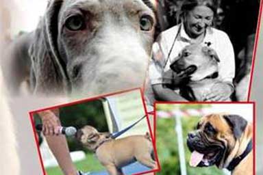 Passion for Dogs e l'11esima edizione del Doggy Day a Bologna