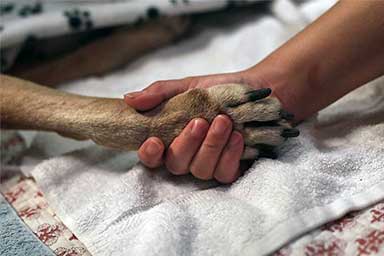 L'ozonoterapia nel trattamento dei tumori nel cane