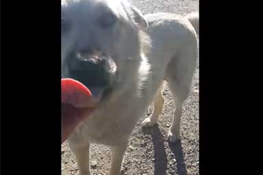 La lingua si gela e rimane attaccata al tombino: cane liberato da passante