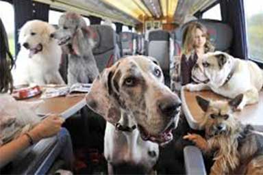 Italo, biglietti del treno gratis per i cani di grossa taglia