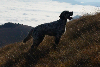 Il cane da montagna