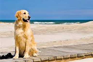 Migliaia di multe per cani in spiaggia