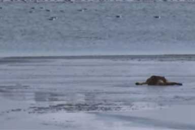 Poliziotto salva cane da lago ghiacciato: il video