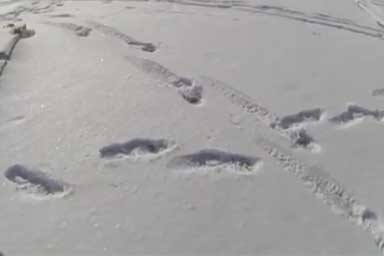 Cane cade in lago ghiacciato, il proprietario rischia la vita per salvarlo