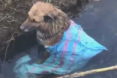 Cane gettato in un sacco nel canale, salvato