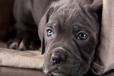 Parto da record in Russia, cane Corso dà alla luce 19 cuccioli