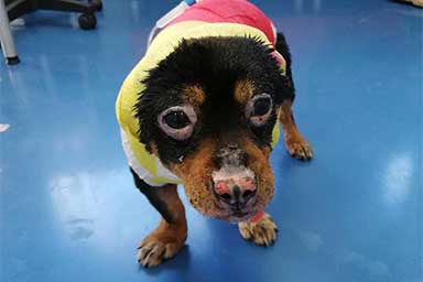 Fuego, il cane bruciato vivo, è stato adottato
