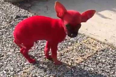 Tinge di rosso il suo Chihuahua, rapper statunitense nella bufera