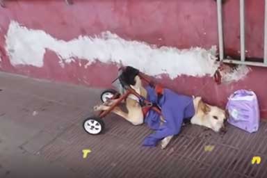 Cane paralizzato viene abbandonato in strada con carrellino e pannolini
