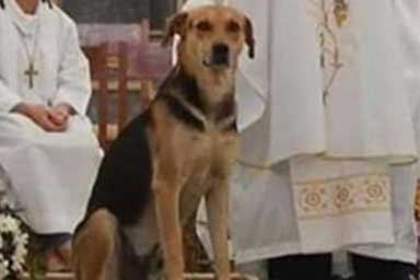 Sacerdote brasiliano porta i cani randagi a messa per trovare loro una famiglia