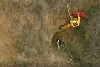 Cane rimane bloccato in una scogliera, i Vigili del Fuoco lo salvano