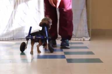 Misty, il cane paralizzato con le rotelle che insegna a essere felice