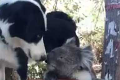 Koala e cane condividono l'acqua da bere, un'amicizia diventata virale