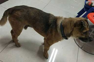 Il proprietario si ammala di Coronavirus, il cane lo aspetta per tre mesi davanti all'ospedale