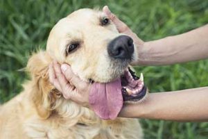 Assicurazione per il cane: cos'è? Perché conviene stipularla?