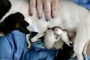 Perde i suoi cuccioli, cagnolina adotta tre gattini
