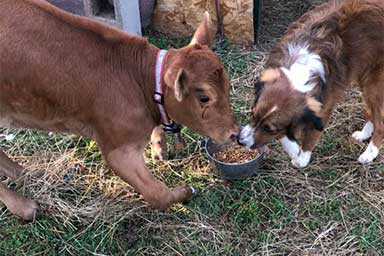 Cupcake e Bo, l'incredibile amicizia tra un vitellino disabile e un cane