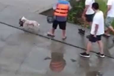 Cagnolina si tuffa nel fiume in piena e salva il suo cucciolo