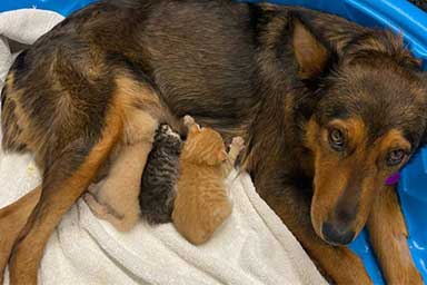Perde i suoi cuccioli, cagnolini allatta tre gatti
