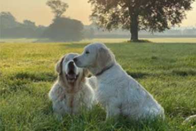 Cucciolo aiuta Golden Retriever vecchio e cieco, storia di un legame speciale