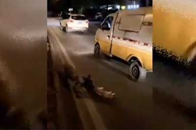 Cane cerca di salvare un gatto investito da un’auto, il video commuove la rete