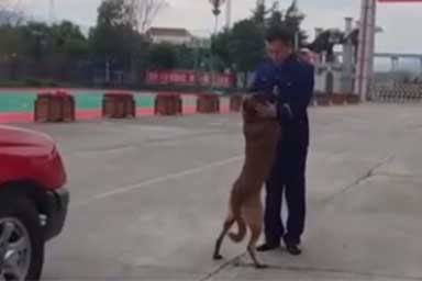 Cane non vuole separarsi dall'amico pompiere: il video della separazione commuove la rete