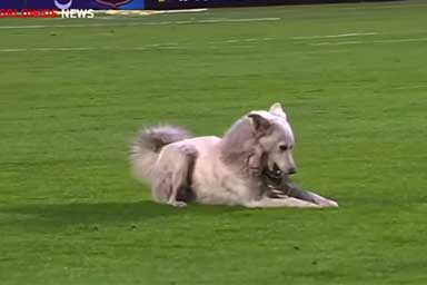Invade il campo durante la partita, cane viene poi adottato da calciatore