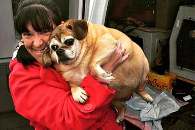 La rinascita di Bertha, il cane obeso che ha perso metà del suo peso