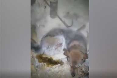 Cane intrappolato nel ghiaccio siberiano: corsa contro il tempo per salvarlo