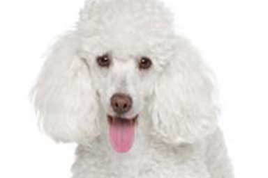 Glicy, il primo cane allerta diabete della Sardegna
