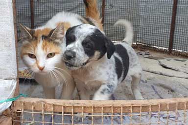 Cucciolo di cane viene adottato da gatta: ecco la storia di Samira e Alina
