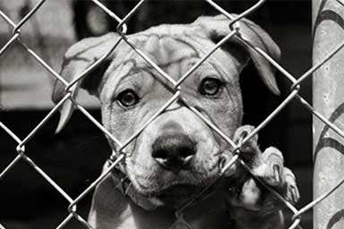 Vietato ammassare cuccioli nelle gabbie: la legge negli Usa