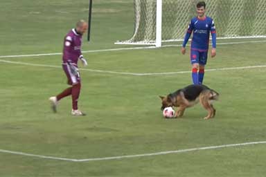 Cane entra allo stadio e fa irruzione in campo durante la partita