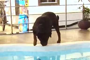 Bambino di 11 anni salva un Rottweiler che stava affogando in piscina