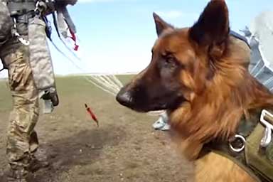 Dalla Russia arriva il paracadute per cani