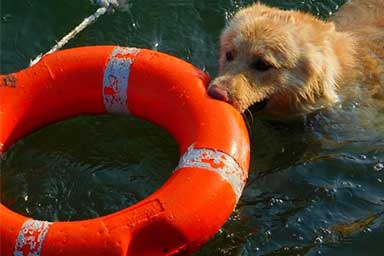 Cane-bagnino salva bimbo di 10 anni in difficoltà in mare