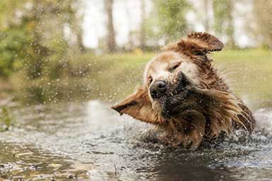 Si tuffa nel fiume per aiutare il cane: salvati entrambi