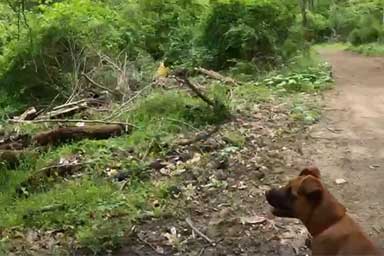 Cane passeggia nella foresta e salva un gattino abbandonato
