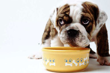 Quanto è importante l’alimentazione dei nostri cani?