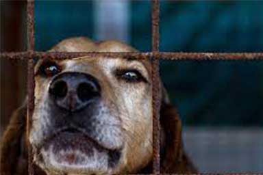 App di incontri per far adottare i cani abbandonati: l'idea di un rifugio tedesco