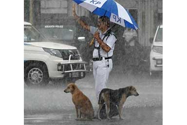 Agente ripara due randagi sotto l'ombrello: la foto diventa virale