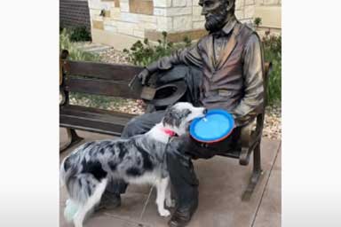 Cane cerca di giocare a frisbee con una statua: il video diverte il web