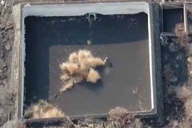 Canarie, cani intrappolati dalla lava ricevono acqua e cibo da droni