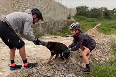 Con la testa incastrata in una bottiglia, cane viene salvato da un gruppo di ciclisti