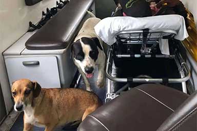 Due cani fedeli accompagnano il proprietario in ambulanza