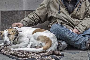 L'iniziativa: a Milano assistenza veterinaria gratuita per i cani dei senzatetto