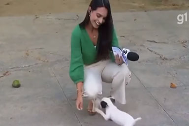 Cucciolo interrompe la diretta, la giornalista non smette di ridere: il video
