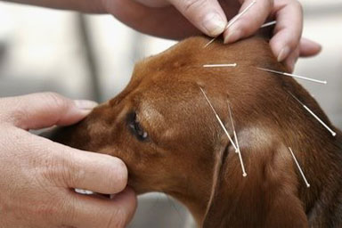 Agopuntura veterinaria